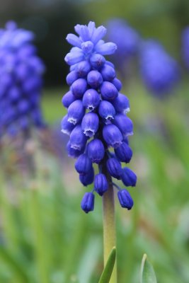 Muscari neglectum - modřenec - květenství